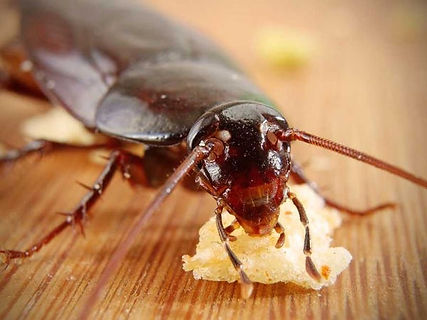 cockroach 1.jpeg