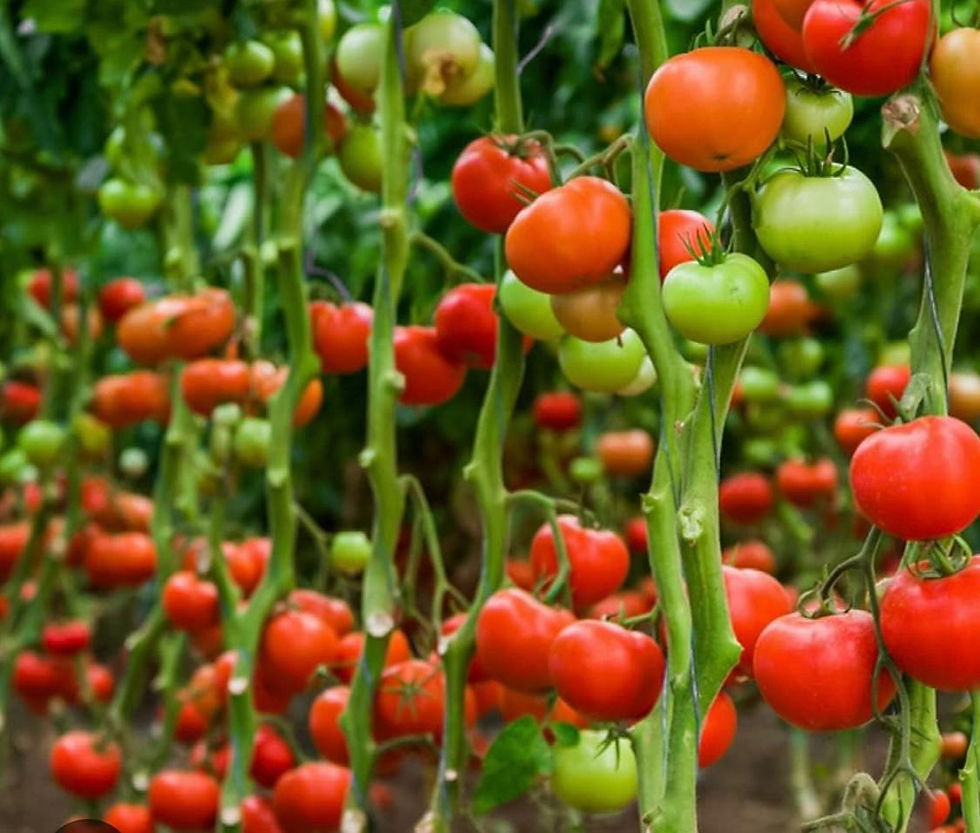 Cueillette de fraises ou tomates cerise à Geulim chez Ezra que nous retrouvons pour cette saison egalement (4)