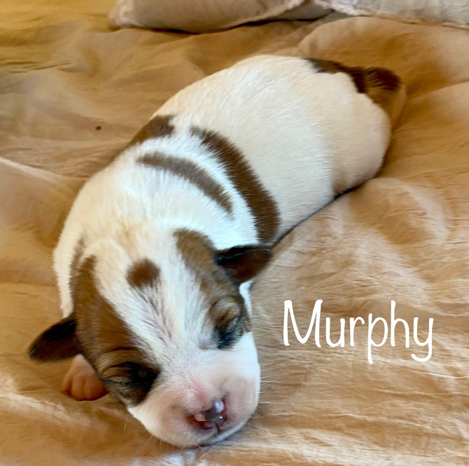 🍀Heather's pups, one week old.🍀