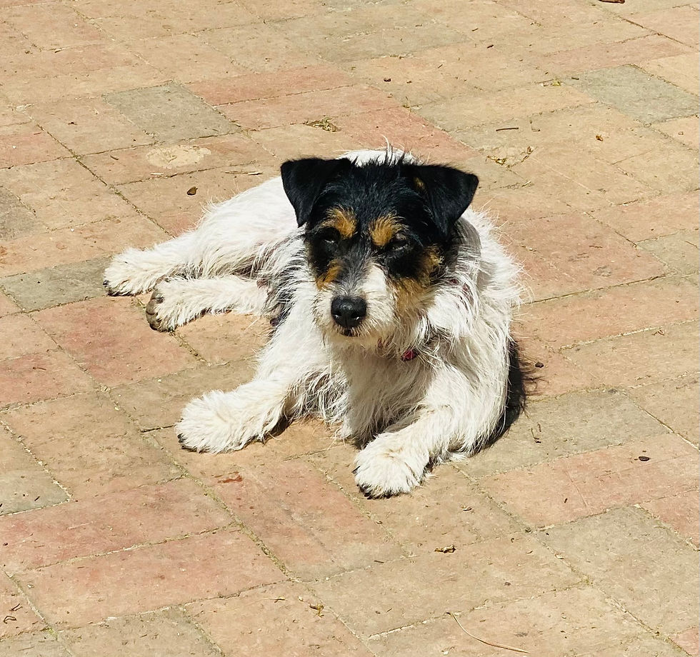 MBF Pippa