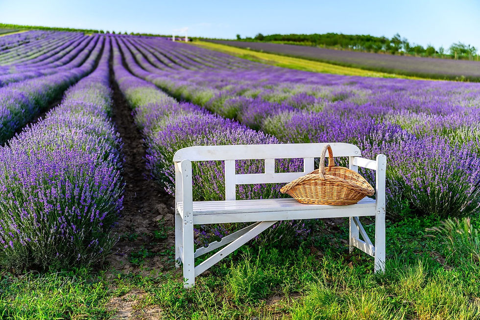 Reset Your Body and Mind — A Healing Lavender Experience in South Moravia, Czech Republic