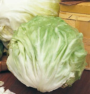 Mantovana Chicory (Cichorium intybus)