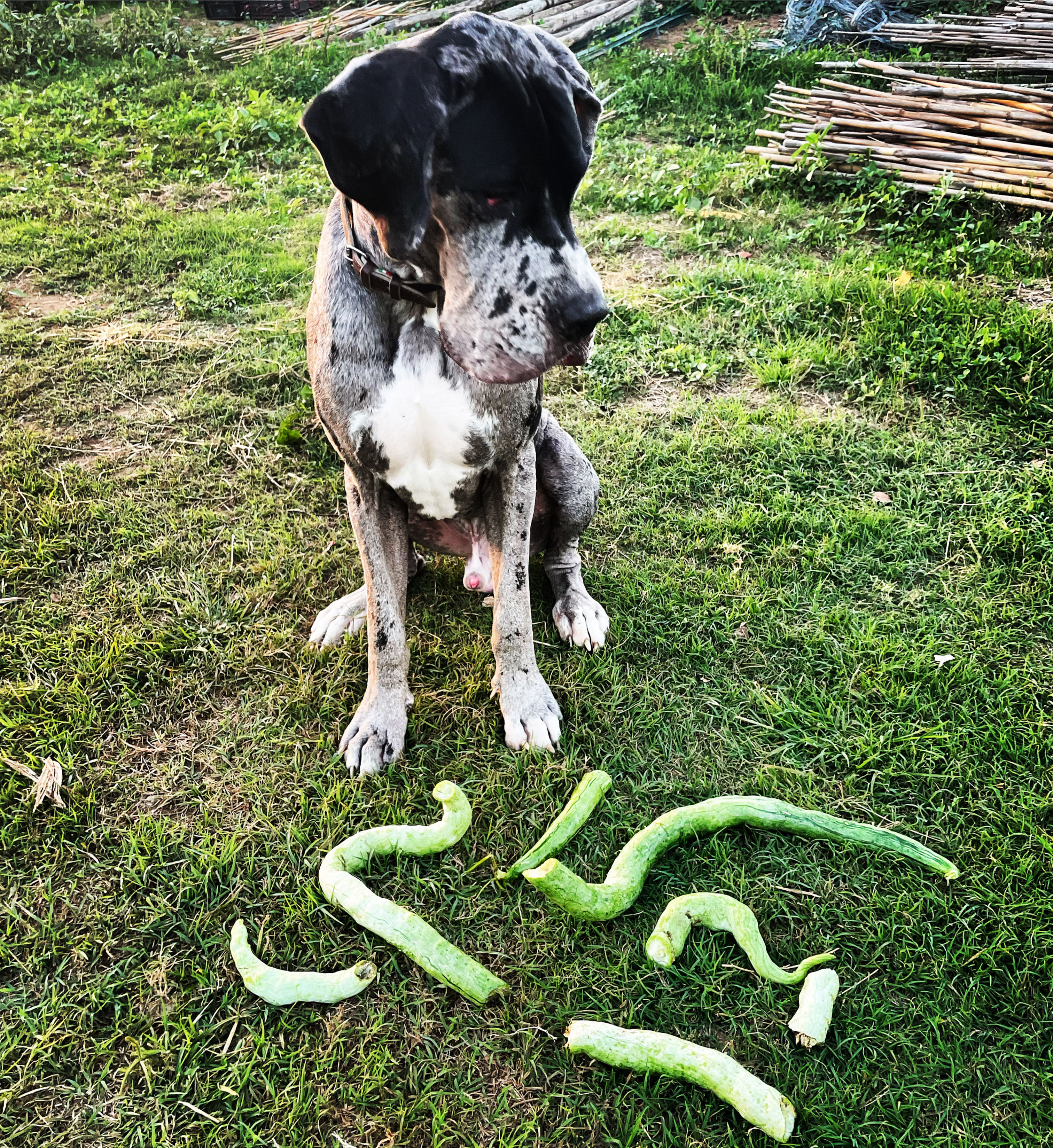 Snake Gourd (Trichosanthes cucumerina sub. anguina):