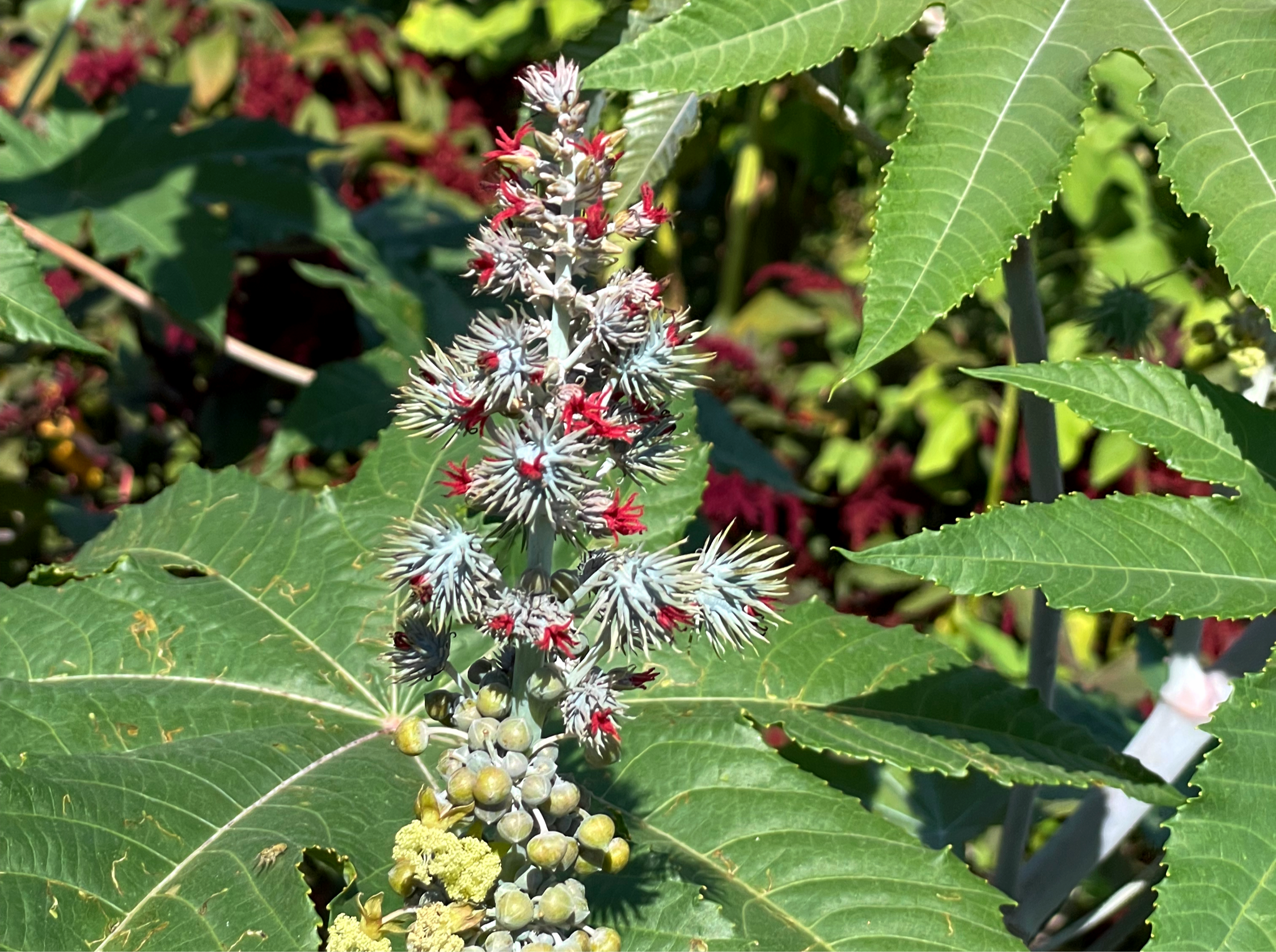 Ricino (Ricinus Communis)