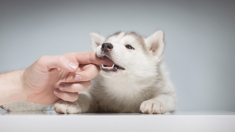 Raising Fido: acquired bite inhibition (ABI)