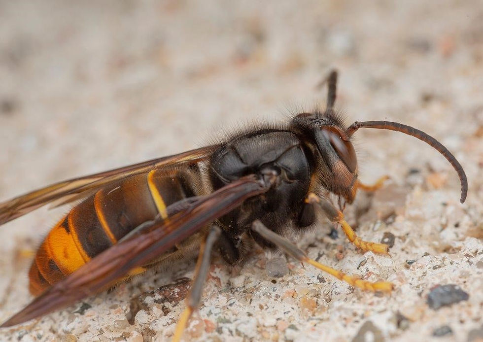 Frelon asiatique, thorax noir, abdomen