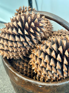 close up pine cones.jpg
