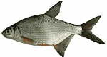 silver bream.gif