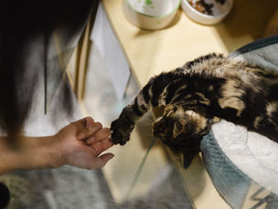 First Time Using a Cat Hotel? What to Expect from Cat Boarding in Melbourne