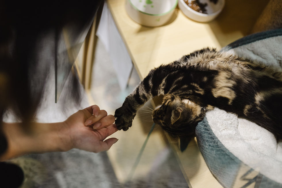 Cat lies in a cozy bed reaching out with its paw to touch a person's hand. Warm lighting, bowls in the background, gentle mood. xmmo cat hotel melbourne. cat boarding melbourne west