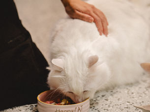 Why do your cats keep vomiting? Their gut has been telling you the truth about what it needs — most of us just weren't taught to listen.