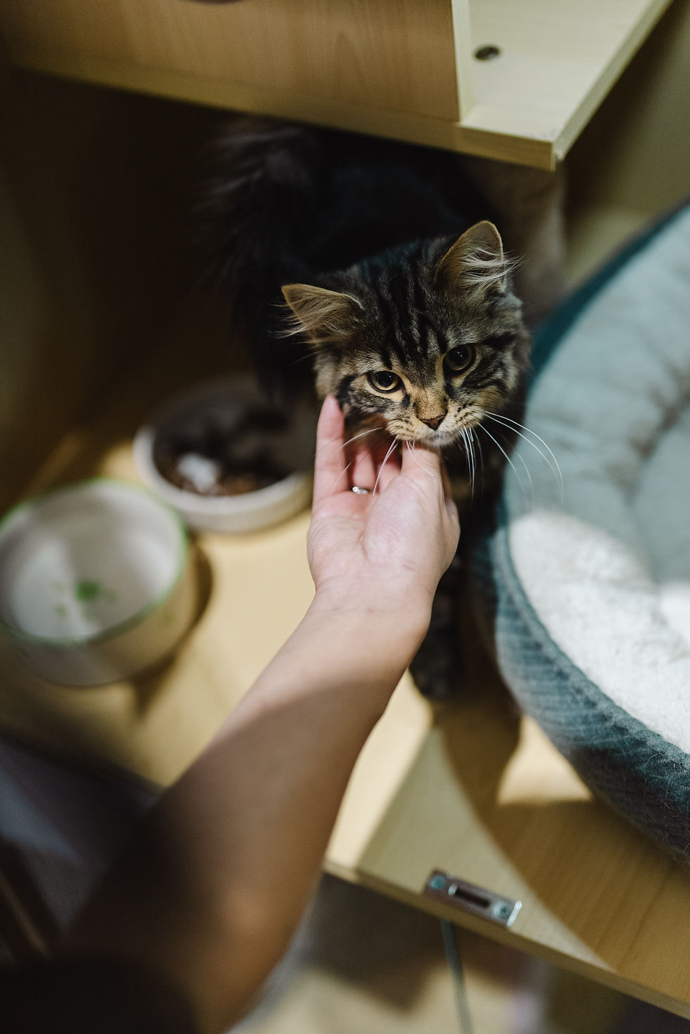 xmmo cat hotel melbourne taking care for tabby cat kittens well looked after with food and play time for cats