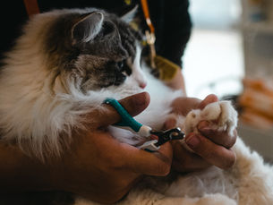 Cats are complex animals who have long term memory and what should you do about it?
