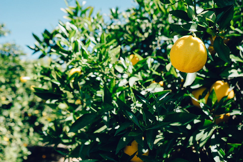 Lemon tree