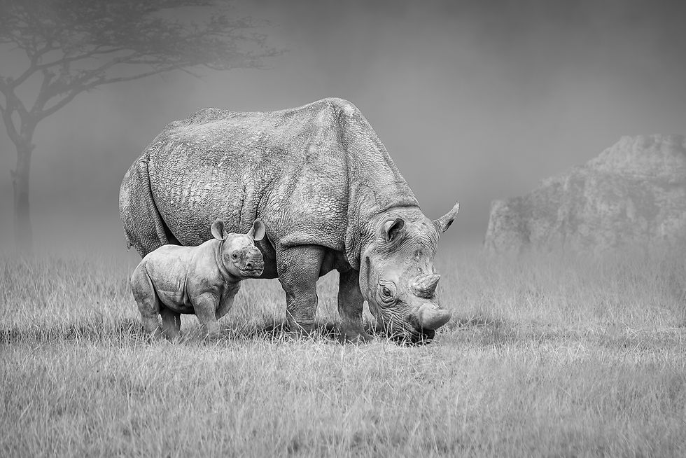 Rhino's on the Plain