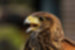 Harris Hawk