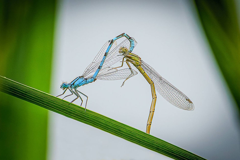 Mating Damselflies