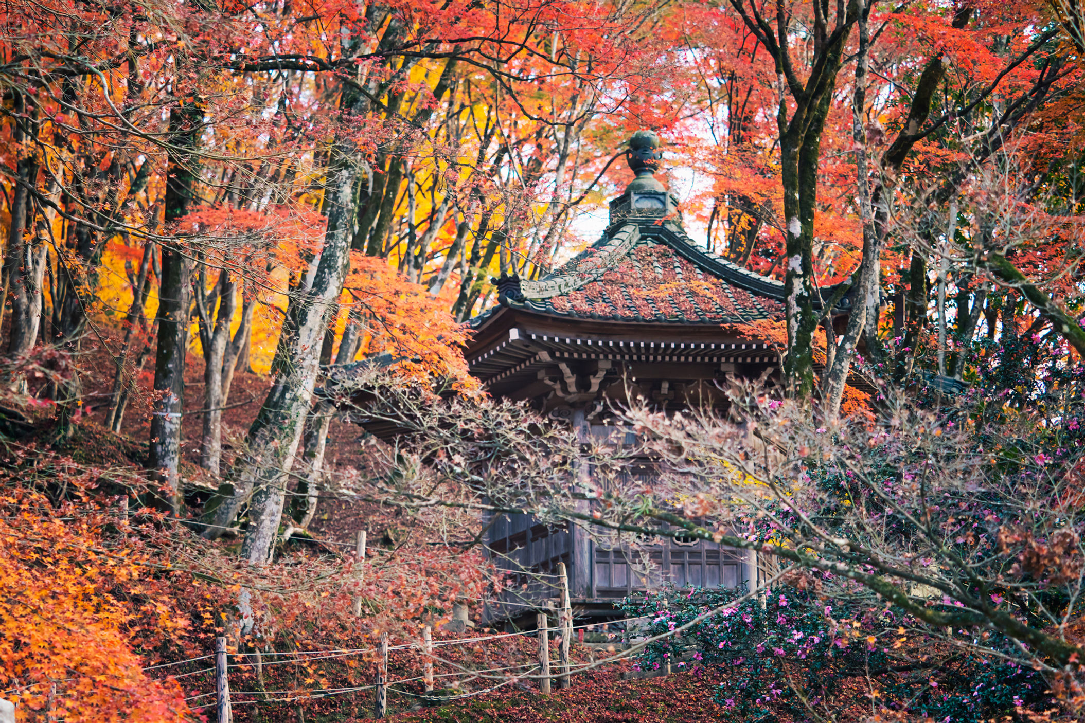 Autumn in Japan