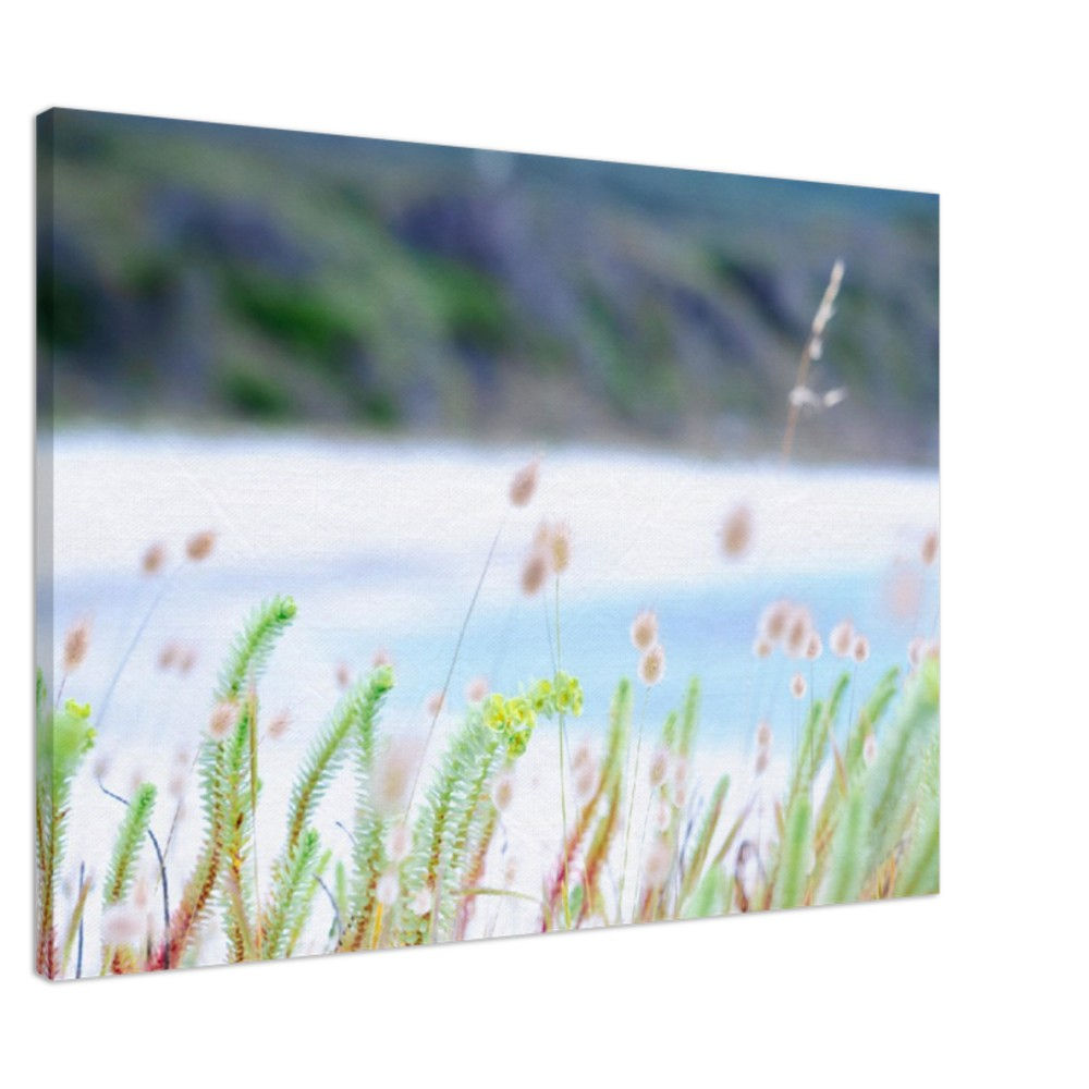 Beach Grass
