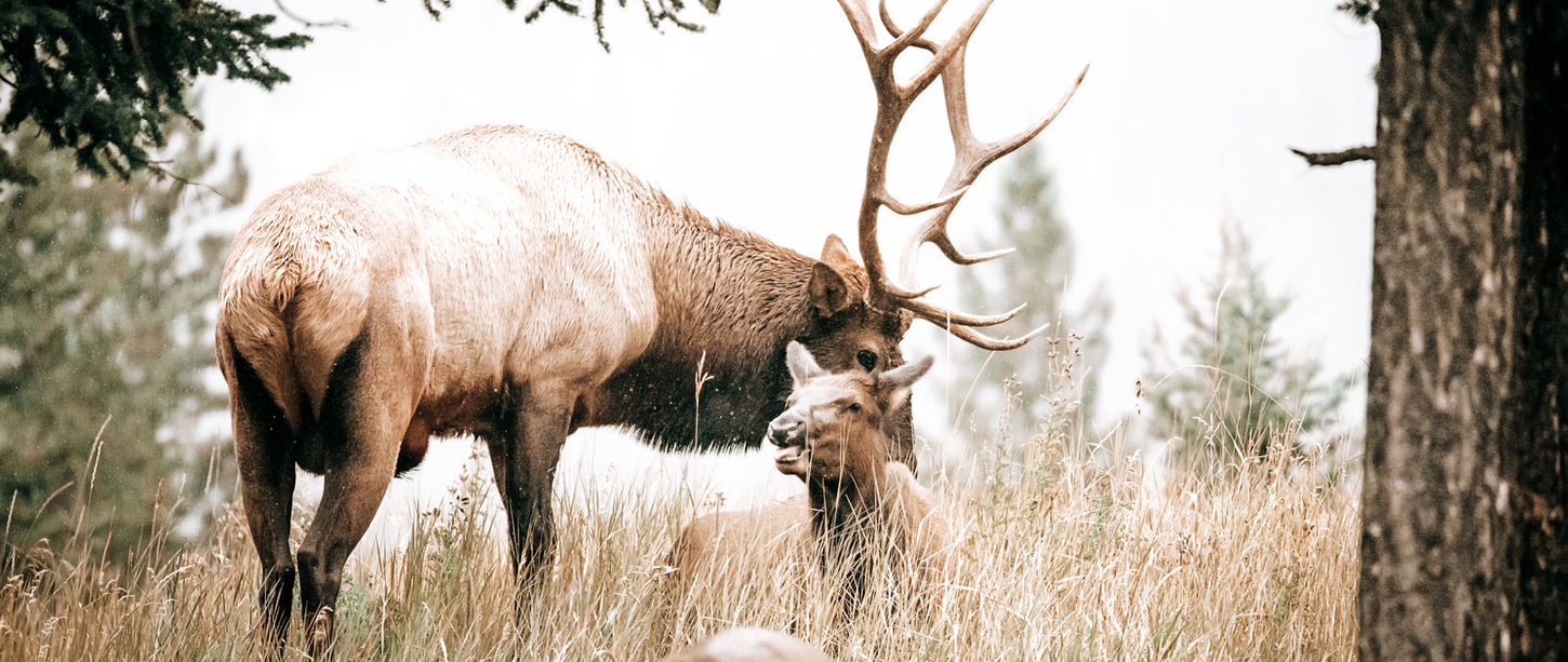 AN elk and baby elk, banff, Canada.