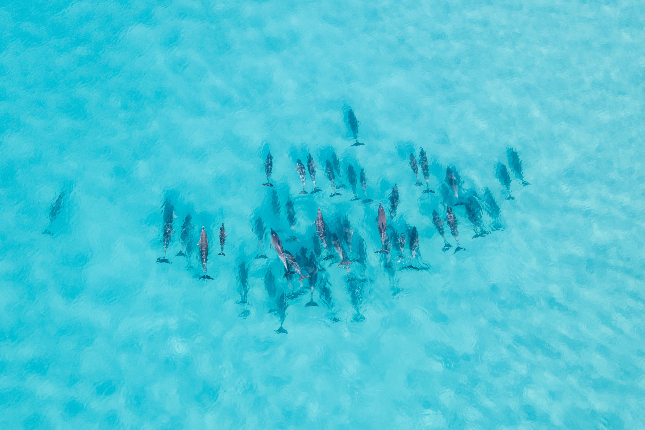 Dolphin II
