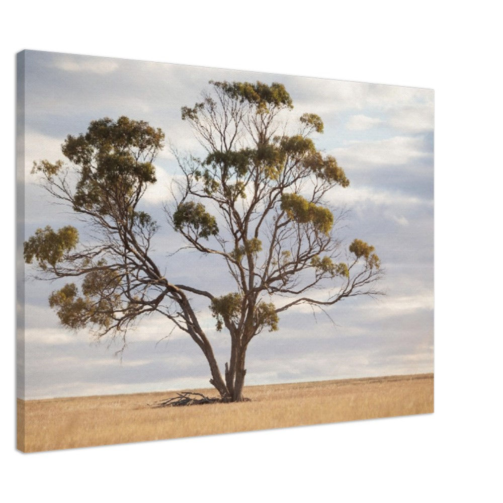 Lone Tree