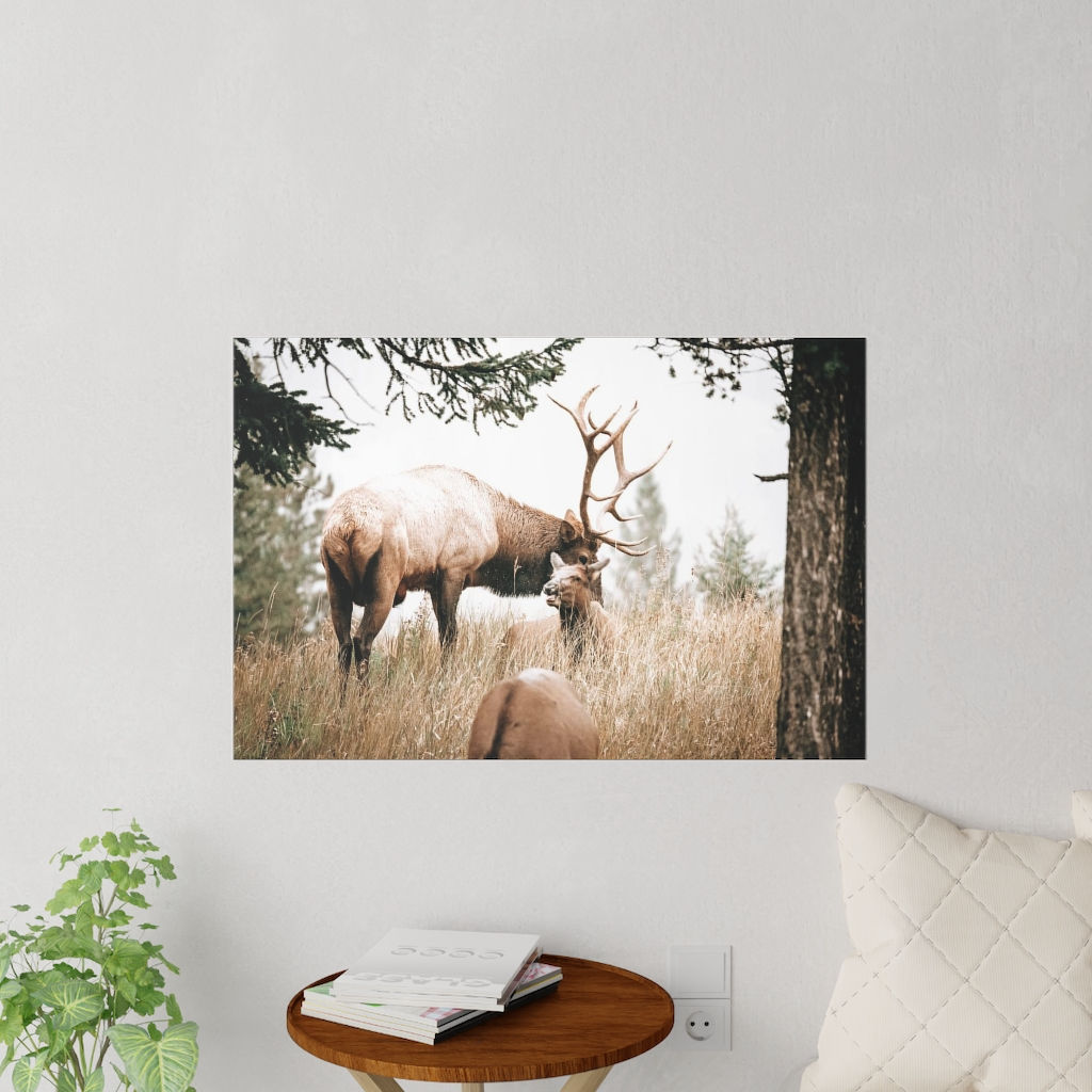 Elk with calf