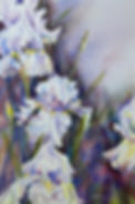 White-Iris_lg.jpg