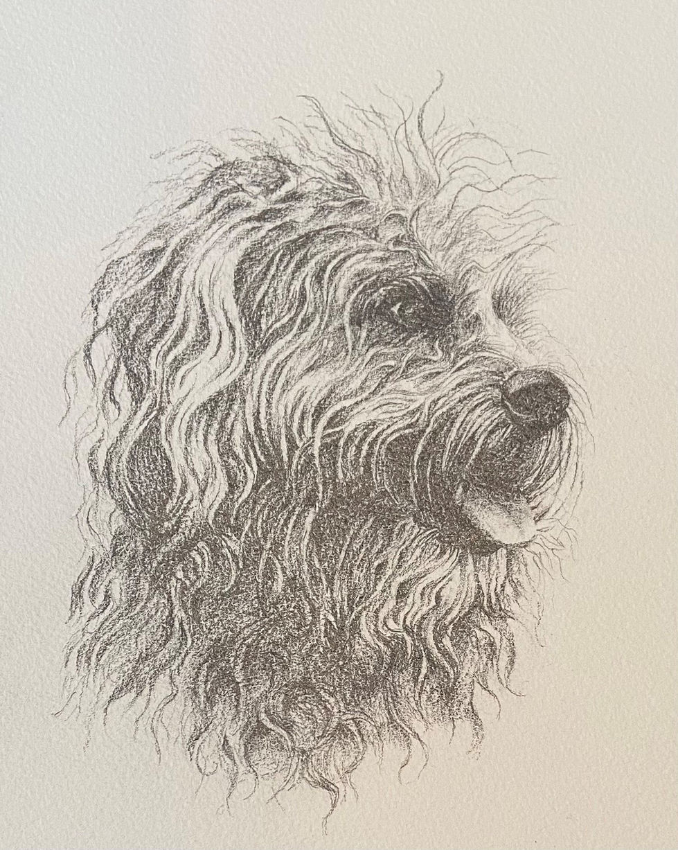 pencil drawing of a dog
