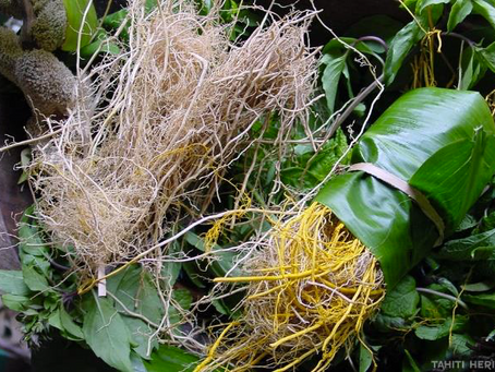 Voyage olfactif avec le Vétiver 