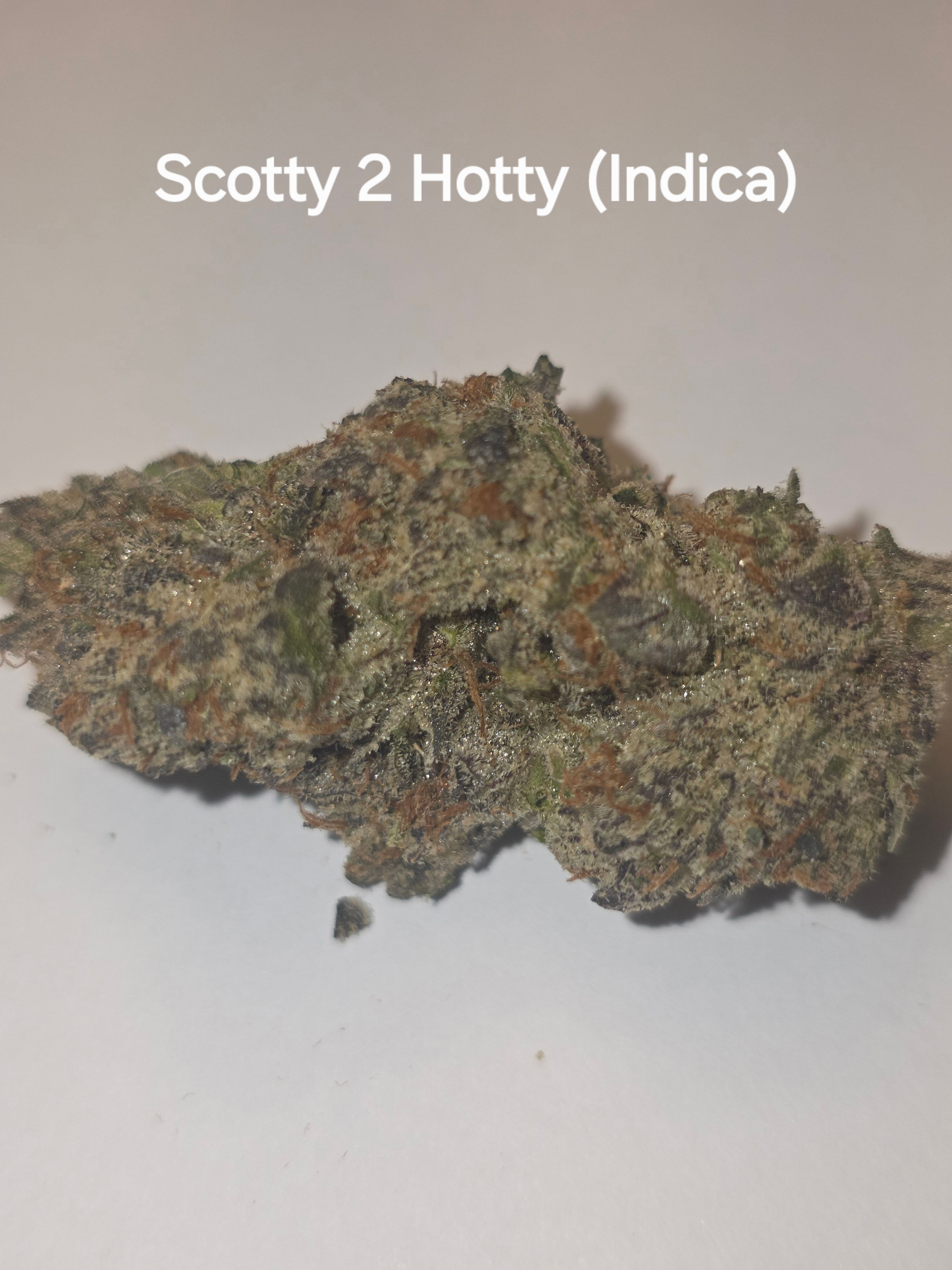 Scotty 2 Hotty - Indica