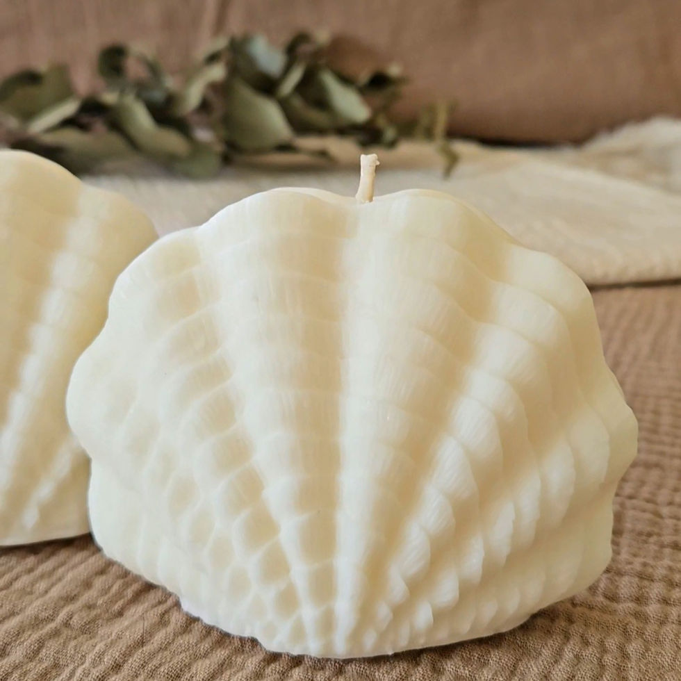 Miniature : Coquillage N°3