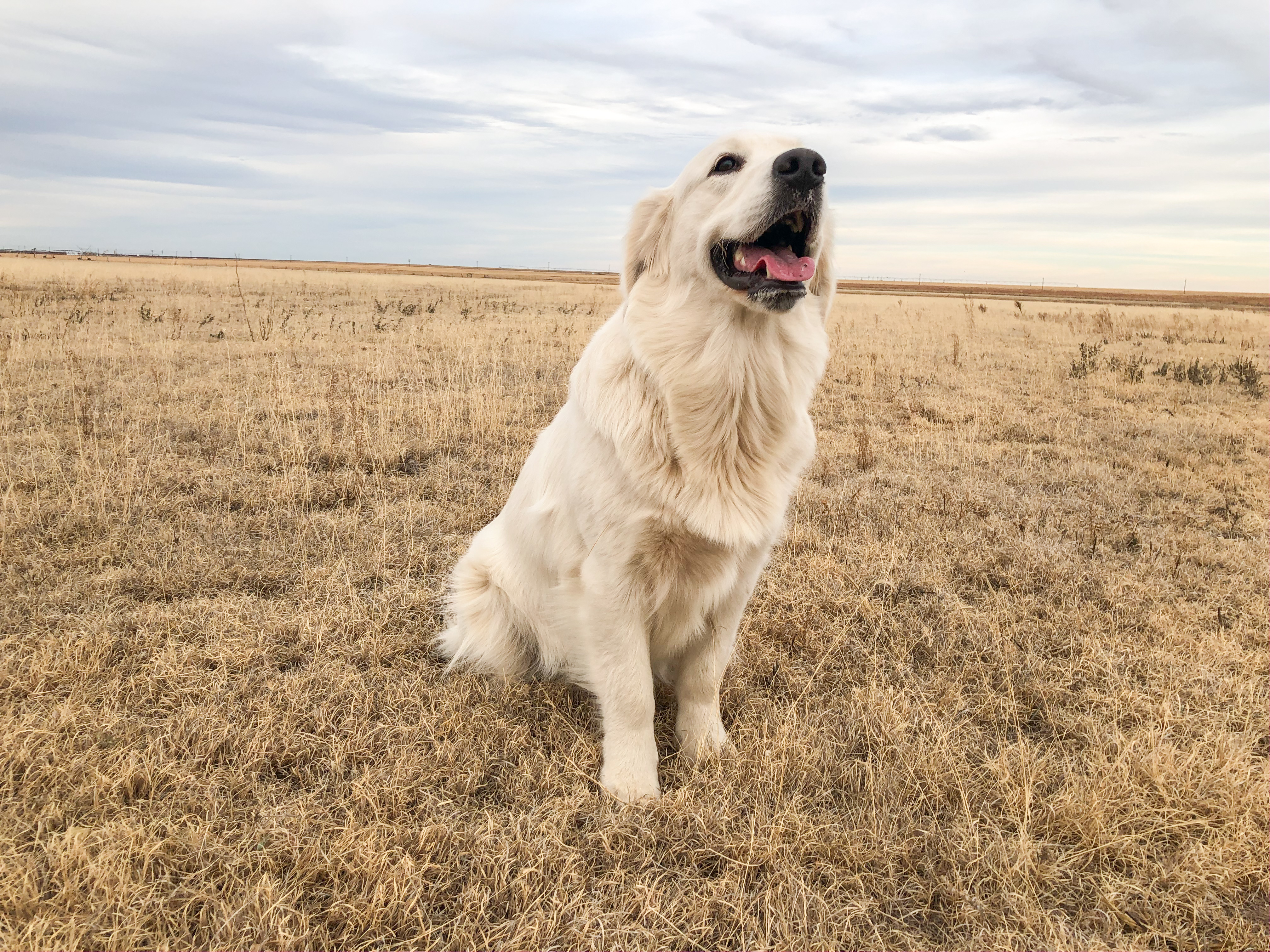 pure hearts of gold kennels pure hearts of gold kennels