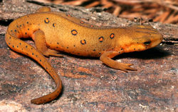 Eastern Newt (red eft)