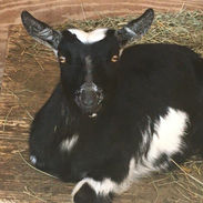 CeCe