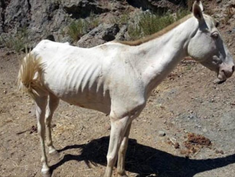 Condenado por dejación de funciones en el cuidado de caballos y perros (con resultado de muerte)