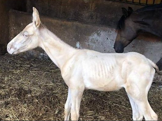 30 caballos en mal estado en Santa Oliva (Barcelona)