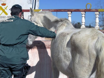 Cinco investigados por maltrato a caballos
