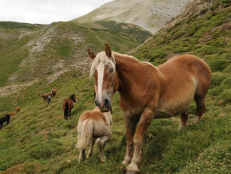 Baja un 15% el número de caballos sacrificados en mataderos (I Semestre 2017)