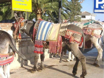 Otra vez los "burro-taxi" de Mijas (Málaga)