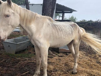Dos caballos muertos y otro desnutrido en una finca en Meis (Pontevedra)