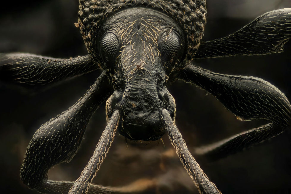 2024-09-11-21.59.47 ZS PMax-DeNoiseAI-low-light.jpg