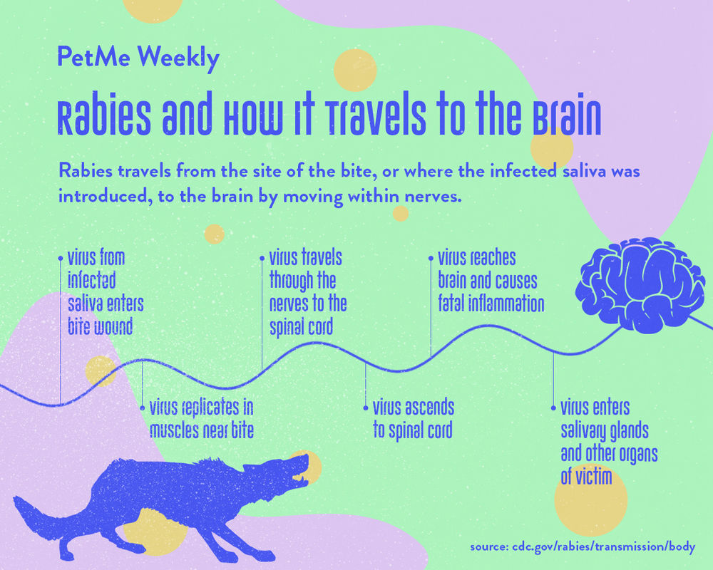 2021 Rabies Awareness Month