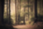 Beautiful%20woodland%20path_edited.jpg