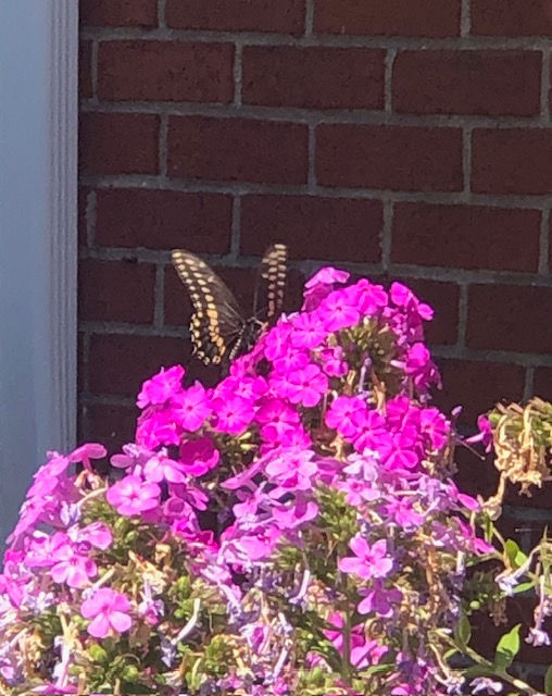 Butterfly
