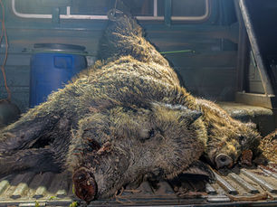 Keiler Jagd in Österreich