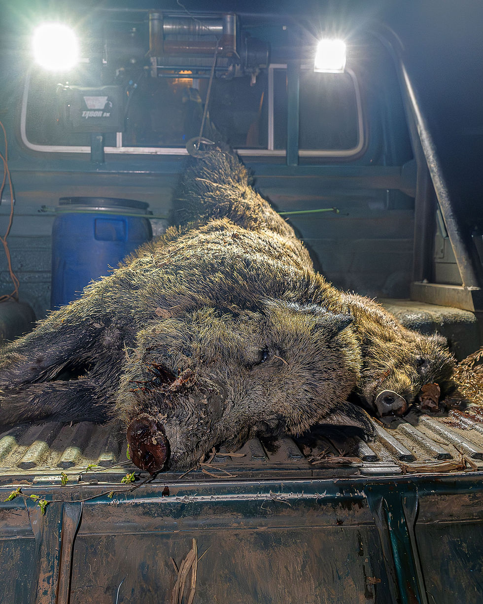 Keiler Jagd in Österreich