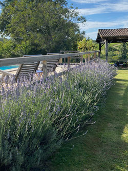 The lavender border