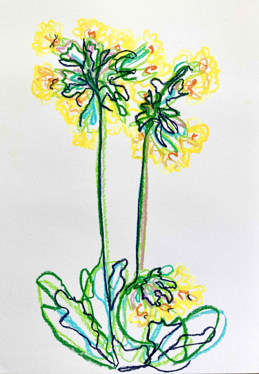 Cowslip