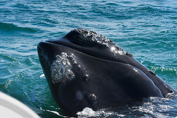 Full-Day-Hermanus-Tour_gal2